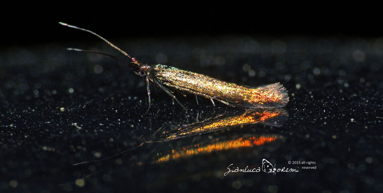 Coleophora alcyonipennella