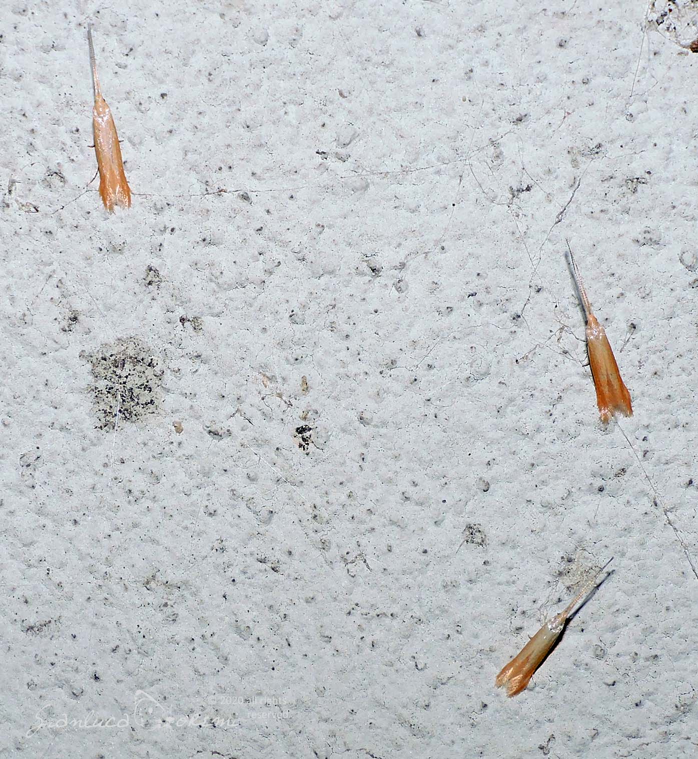 Coleophora cecidophorella