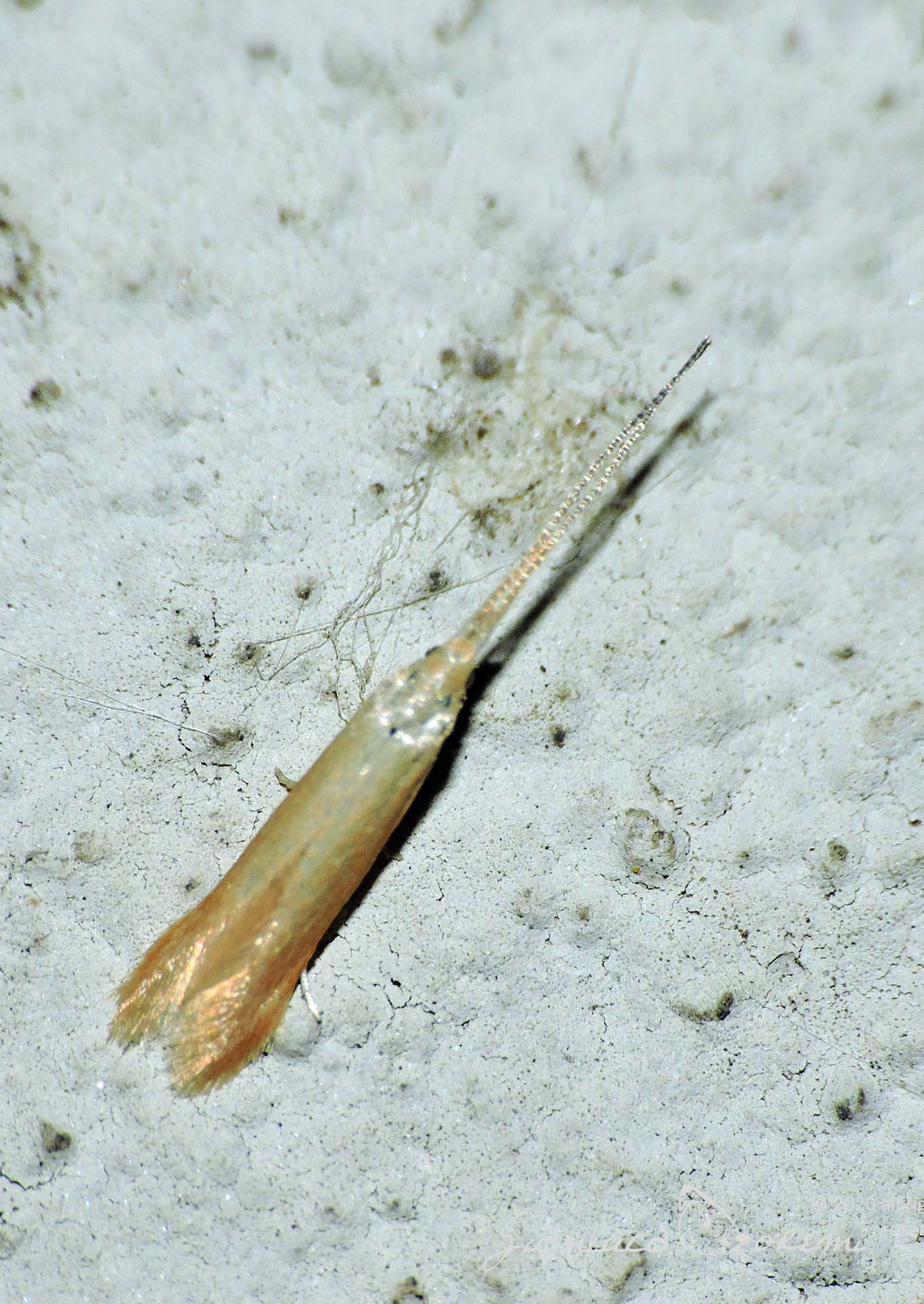 Coleophora cecidophorella