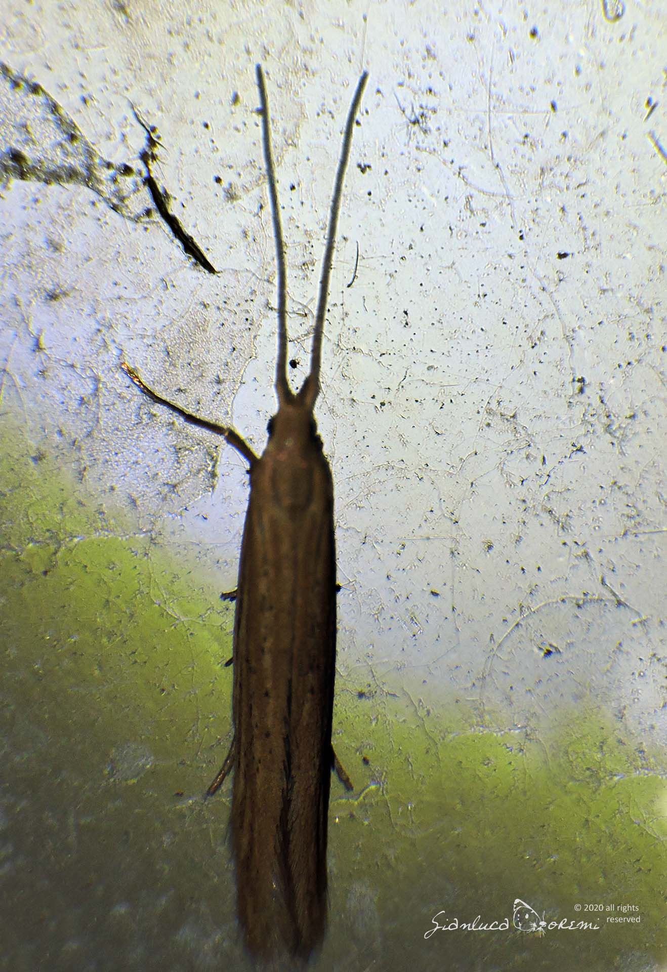 Coleophora pseudolinosyris