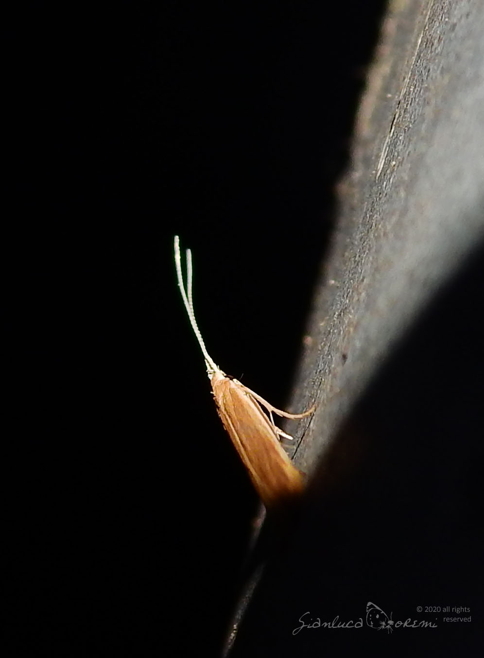 Coleophora solitariella