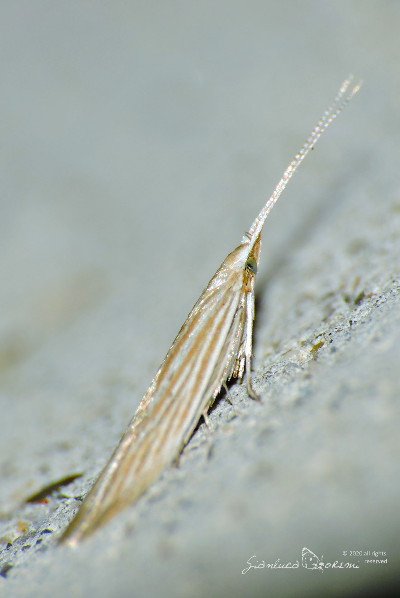 Coleophora trochilella