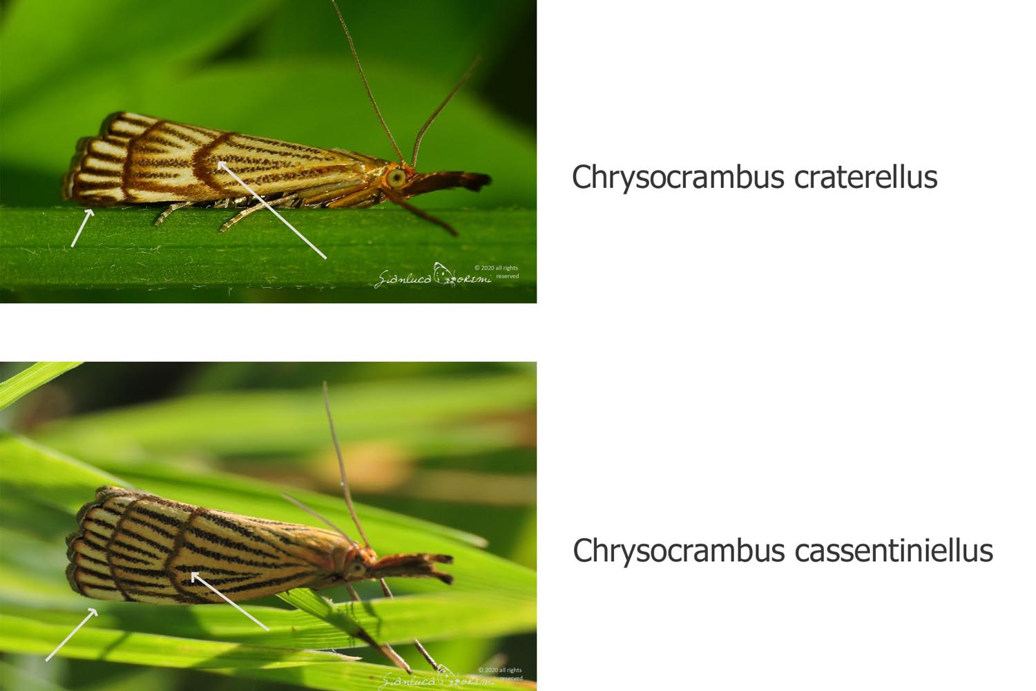 Chrysocrambus craterellus