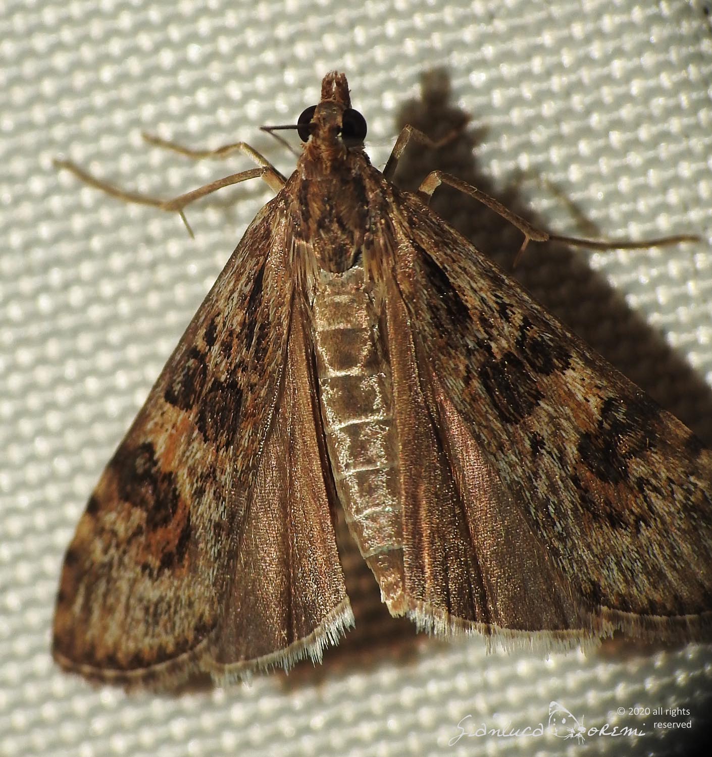 Nomophila noctuella